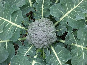 Brokkoli: Dieses "junge Gemüse" gehört zu den "betroffenen" Kulturen, bei denen diverse Patentanträge von Saatgut-Playern gestellt wurden...