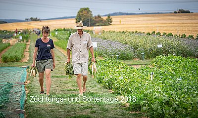 Pflanzen eines Sommerrettichfavoriten werden geerntet und zum Verkosten gebracht...