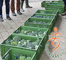 Brokkoli Auflage von Brokkoli-Blumen aus der Kultursaat-Sortenentwicklung