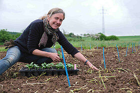 Kultursaat-Züchterin Kornelia Becker pflanzt Jungpflanzen der Kultursaat-Sorte Serafina für das QCuK-Projekt. 