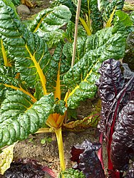 Christina Henatsch arbeitet züchterisch an zahlreichen Gemüse, u.a. auch an verschiedenfarbigem Mangold.
