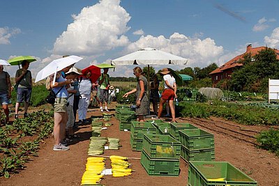 Züchtungs- und Sortentage 2018 - Bei hochsommerlichen Temperaturen besuchen Interessierte aus der ökologischen Gemüsebaupraxis, -beratung und der Naturkostbranche die Versuchsflächen und informieren sich über die laufenden Projekte.