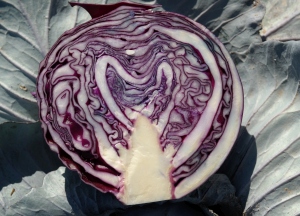 Aufgeschnittener Rotkohl