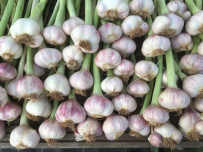 Durch Klicken öffnet sich ein neues Fenster mit der Werdegangsbeschreibung von Knoblauch Thüla.